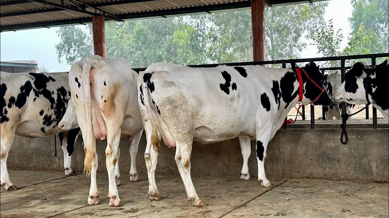 चोपड़ा डेरी की एच इफ़ आपको खूब रिझायेगी दूध 35-40 लीटर दाम 1.20 लाख से 1.40 लाख तक Chopra Dairy farm