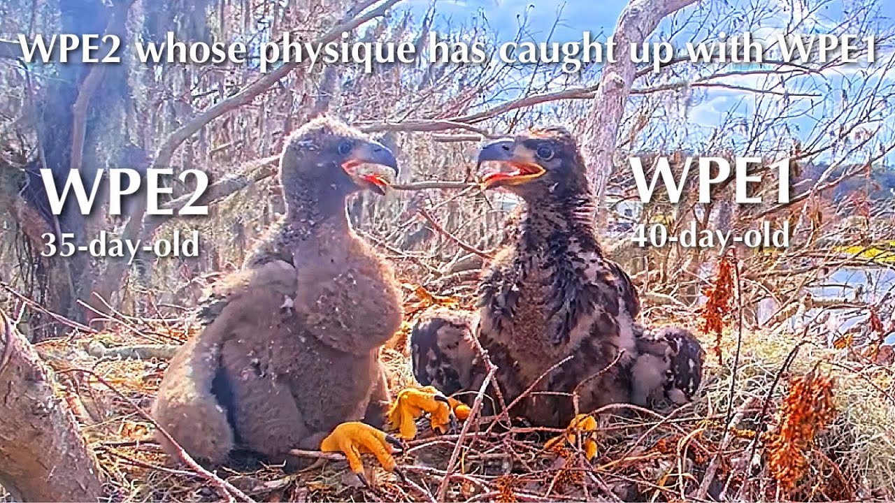 #279🦅🐥40°🐥35°／Winter Park Eagle Nest 2026／Against All Odds:One-Eyed Mom／Wink💗Atlas