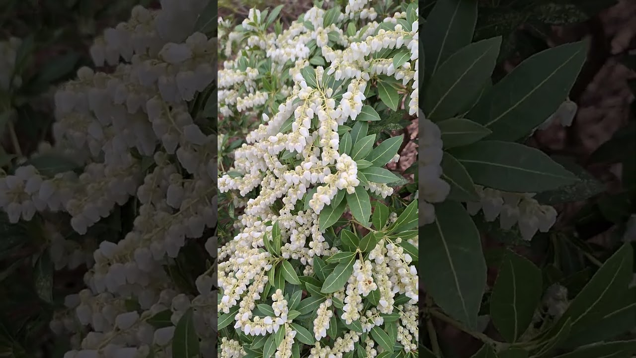Pieris Japonica 🥰 looks beautiful