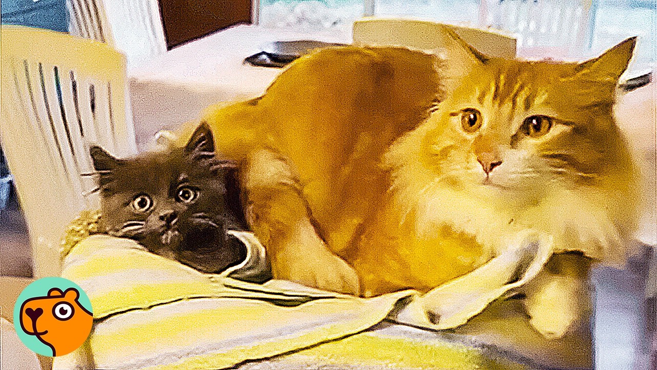 Stray Kitten Hid In Bathroom, Now He&rsquo;s 180 | Cuddle Buddies