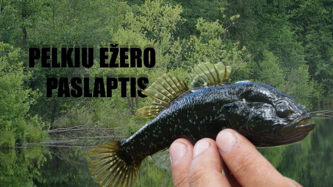Pelkių ežero paslaptis arba karališkieji rotanai Latvijos pasienyje