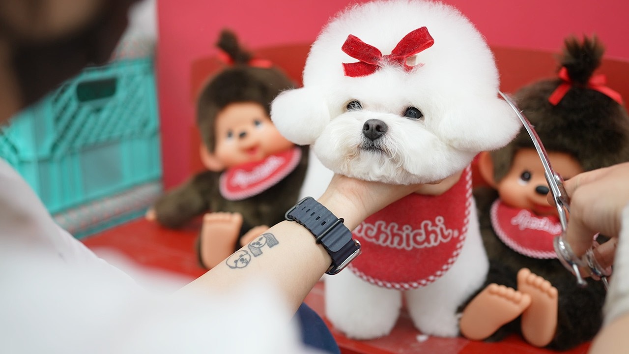 Щенок с красной лентой в очаровательной сцене груминга 🎀✂️🐶