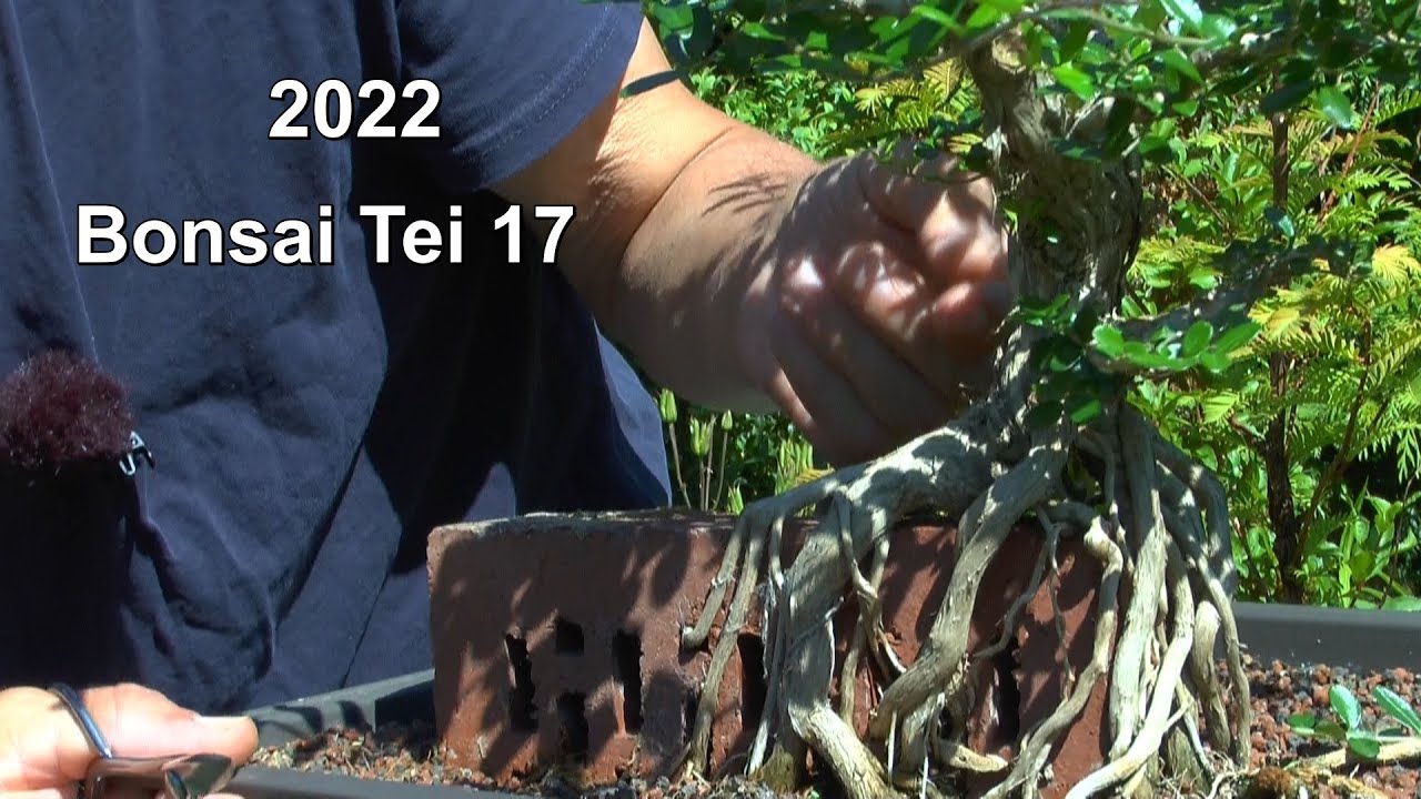 Bonsai 2022 Teil 17 Bonsaipflege im Sommer und Rückschnitt der Bonsai