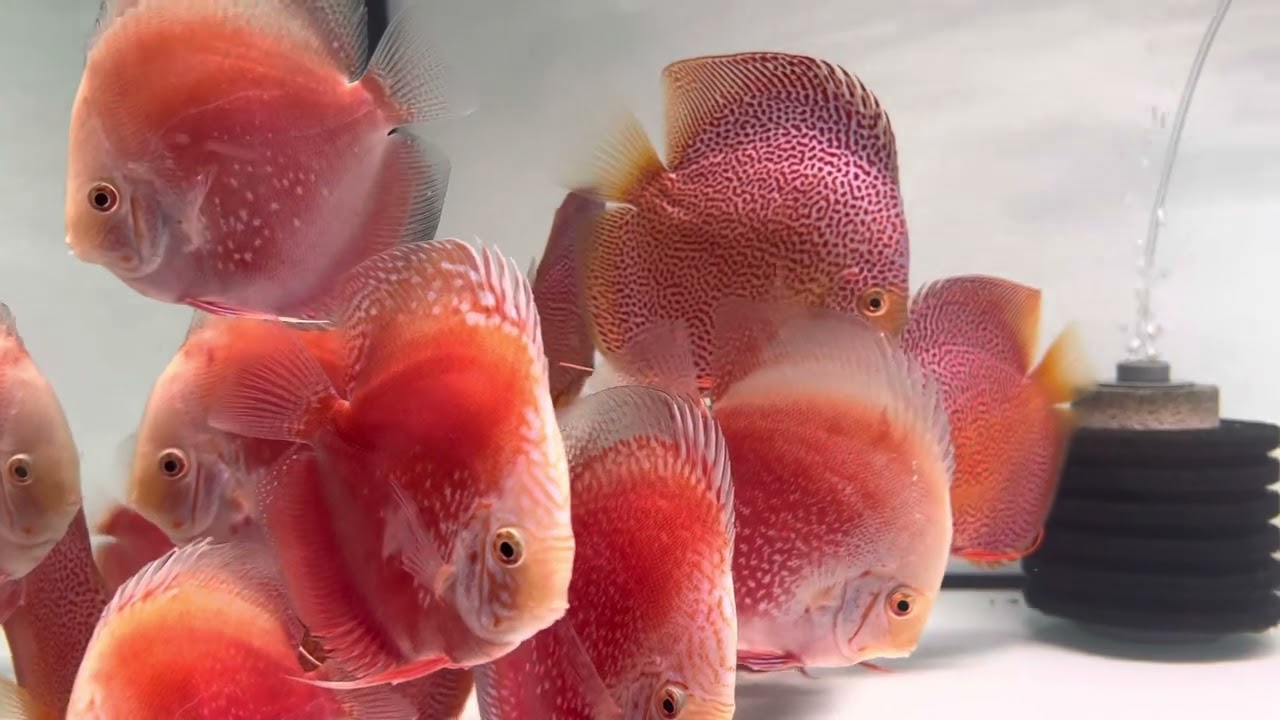 Mega Import ist da! Viele neue Krause Diskus Farbschläge.