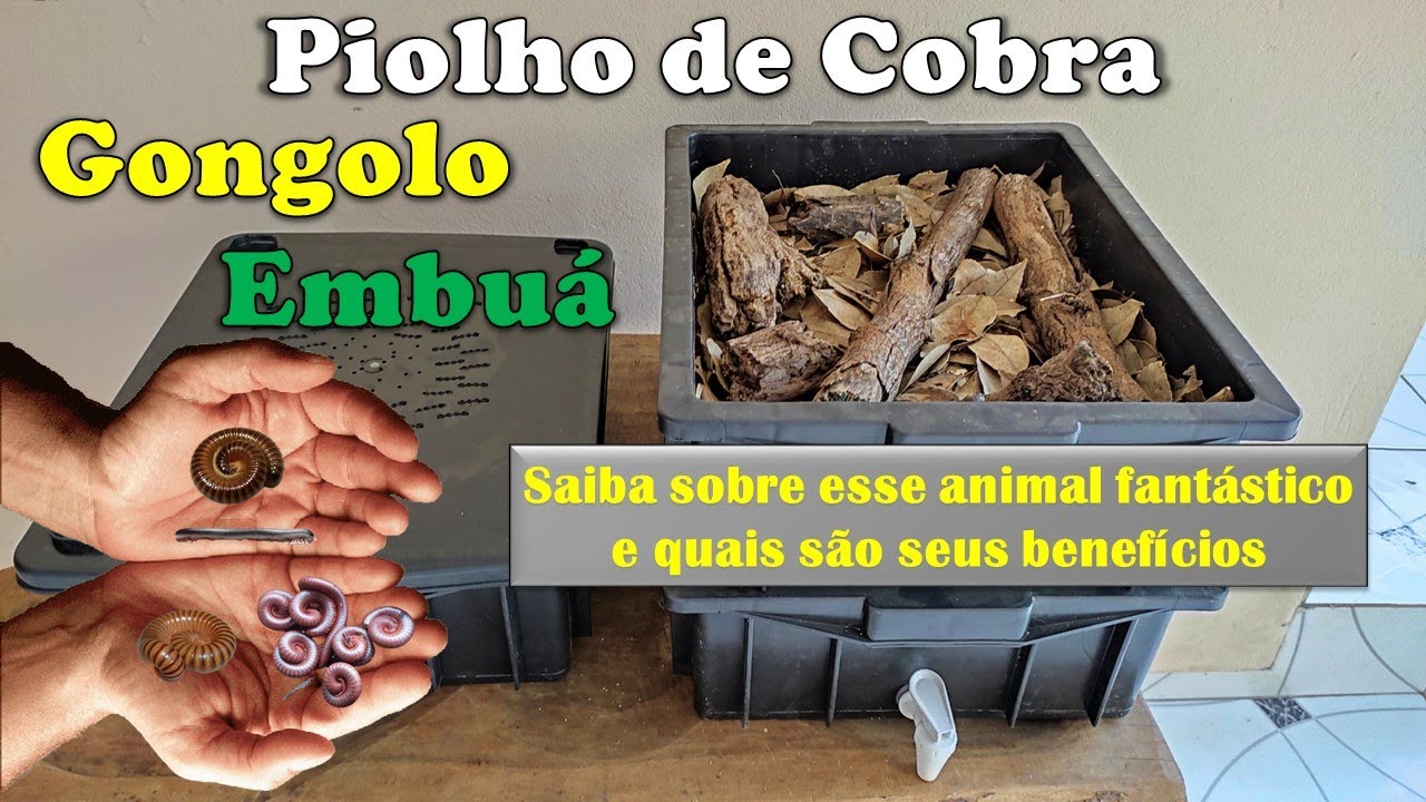 Gongolo - Piolho de Cobra: Você Conhece? Produz um Húmus Fantástico