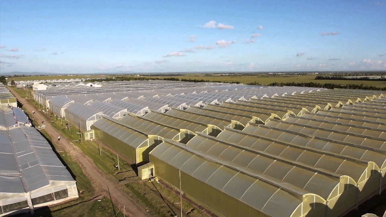 HOVERPIX Flower Farm Aerial Film | Nairobi, Kenya