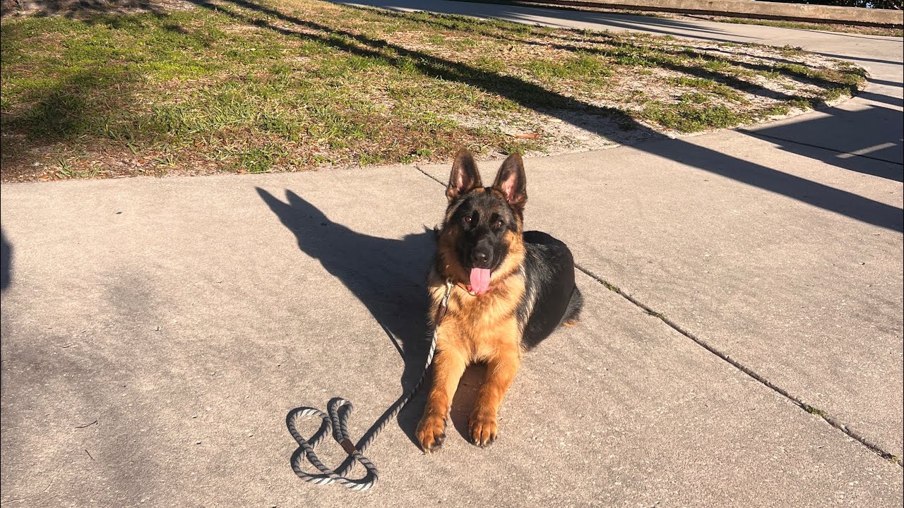 Kitty Kat | German Shepherd Puppy | DTSP