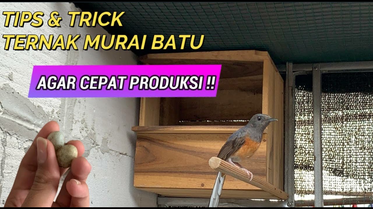 CARA TERNAK MURAI BATU UNTUK PEMULA AGAR CEPAT PRODUKSI ! !  Part I