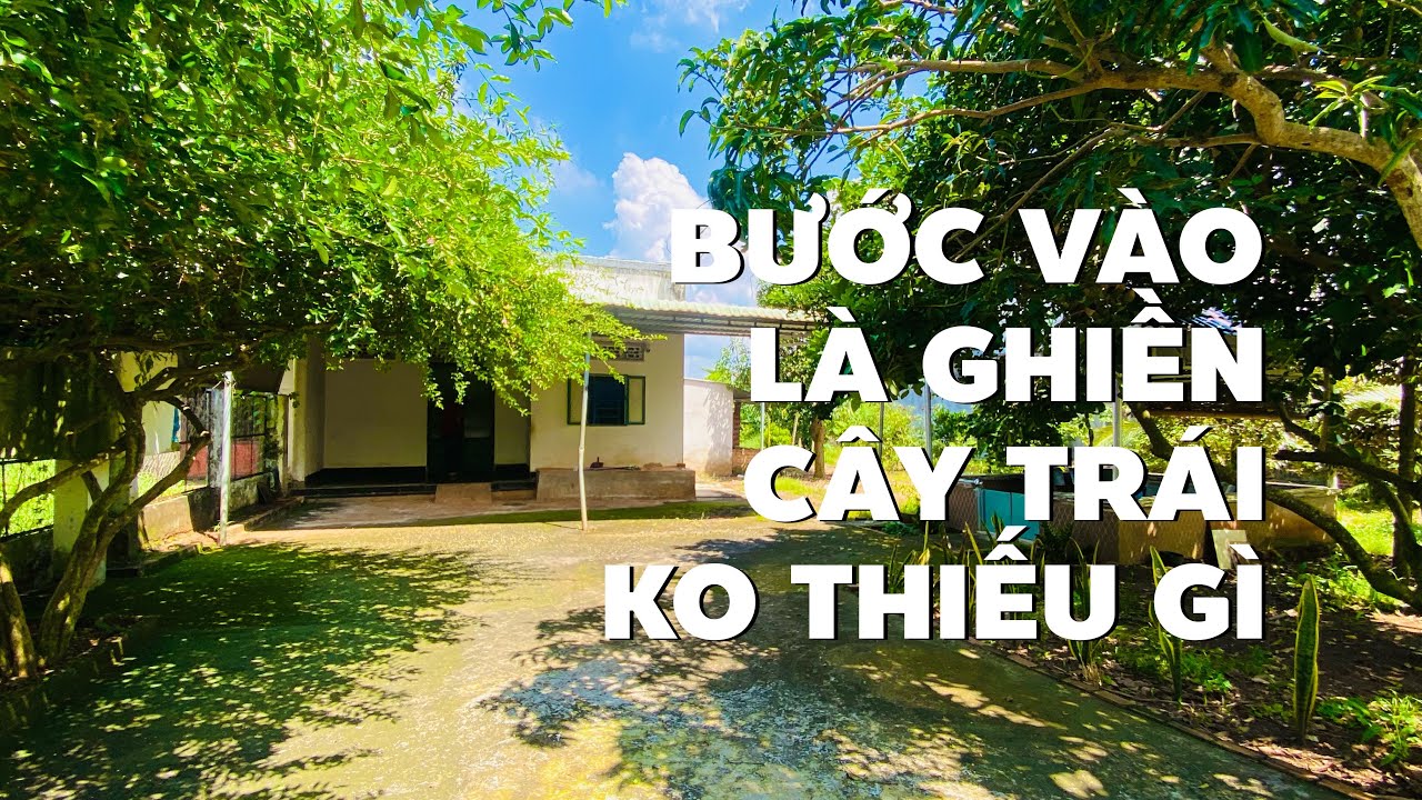 Anh chị hàng xóm nhượng lại nhà vườn đầy ắp cây trái khu dân cư đường nhựa đẹp tuyệt