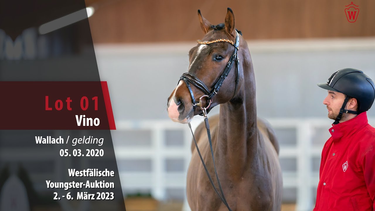 Youngster-Auktion Lot 01 Vino Wallach v. Viva Gold - Scolari