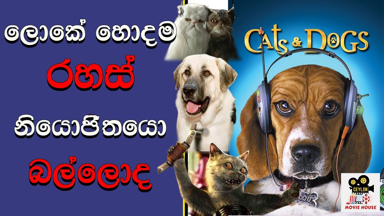 Cats & dogs | ලෝකේ ඉන්න හොඳම රහස් නියෝජිතයෝ බල්ලෝ කියල දන්නවද  
