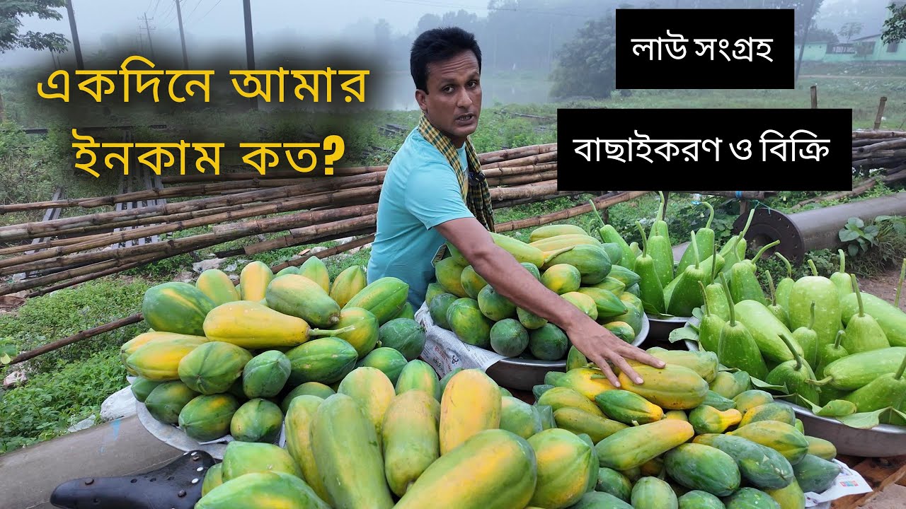 আজকে ১৫০ কেজি পেঁপে আর ৩০ পিছ লাউ বিক্রি করলাম I পুরোটা দেখুন ভিডিও তে #papaya #bottlegourd #farmer