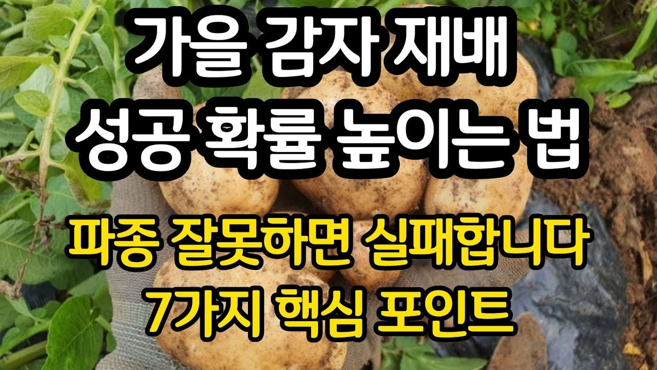 가을감자재배 7가지 핵심 정리 - 가을 감자 파종 잘못하면 실패합니다
