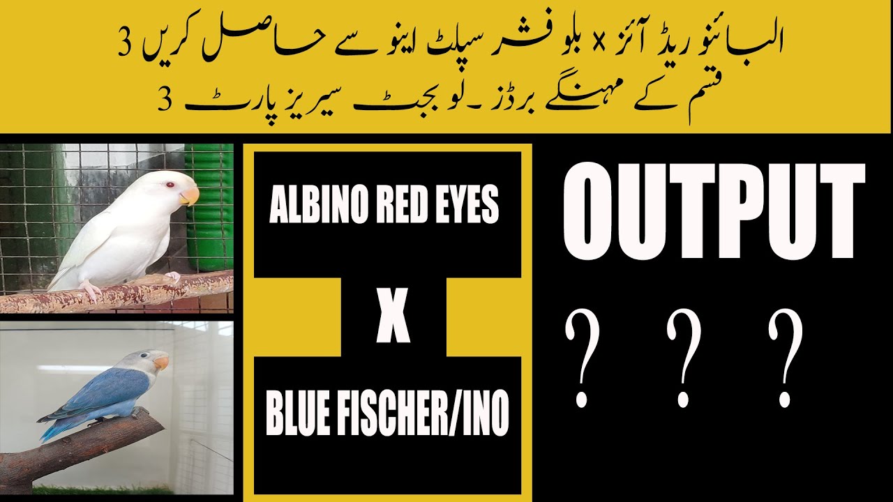 Pair up Albino Red Eyes × Blue Fischer/Ino and then earn || Low Budget Series Part 3 || Video No 37.