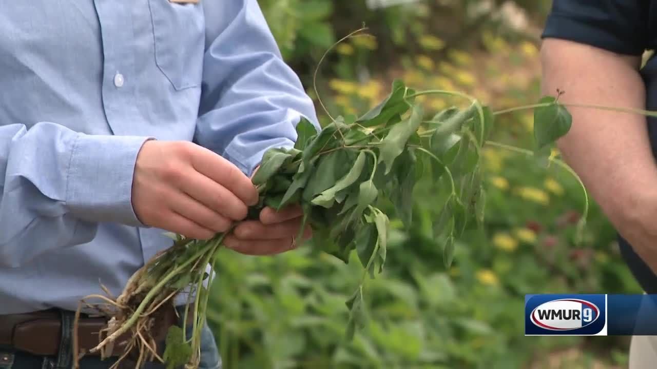 Grow it Green: Black swallow-wort