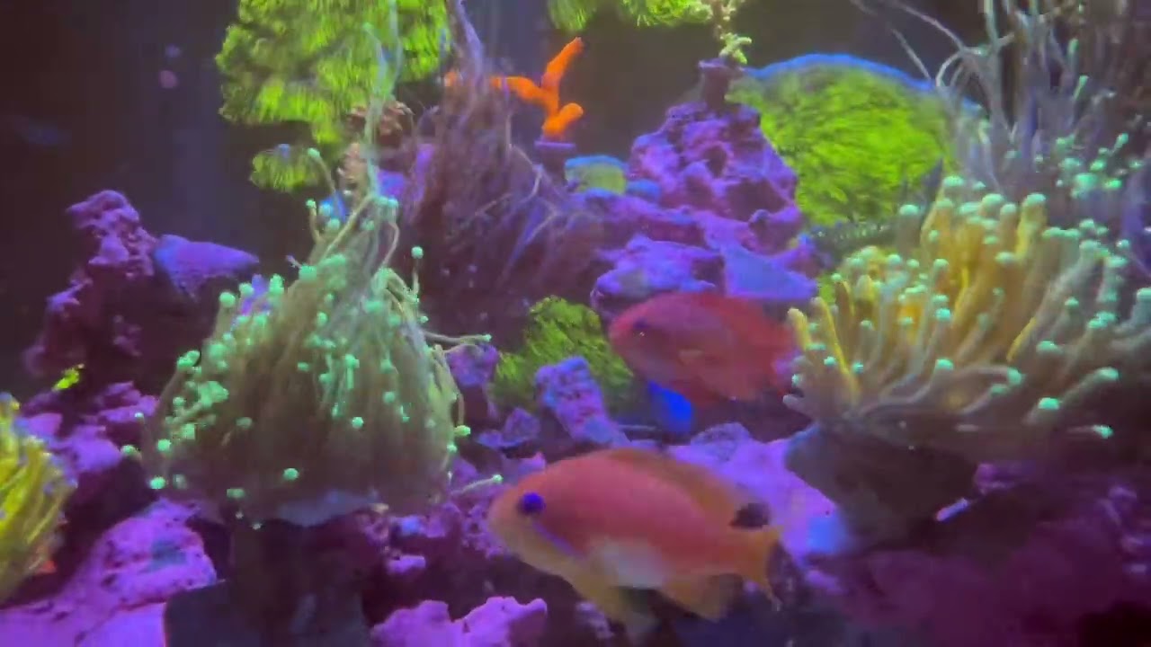 Innovative Marine 40 Day(s) before Christmas Update