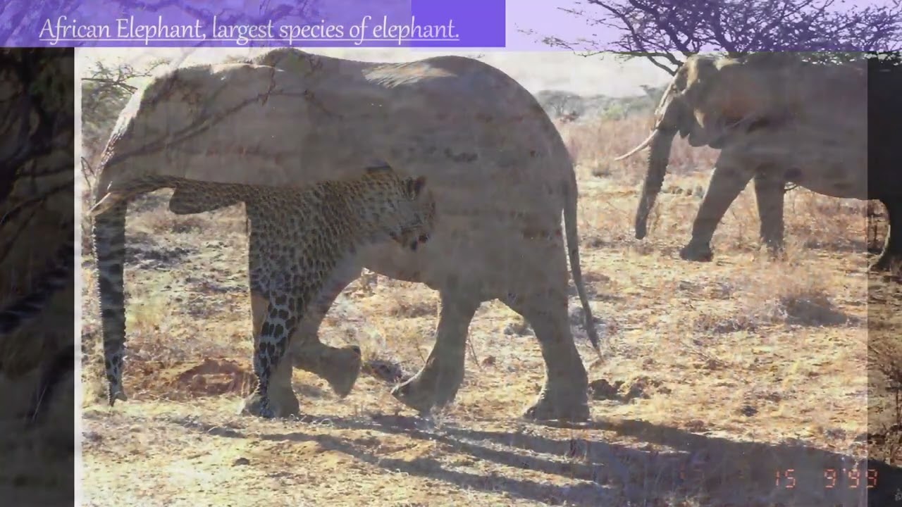 Kenya, Living Societies of the Open Land