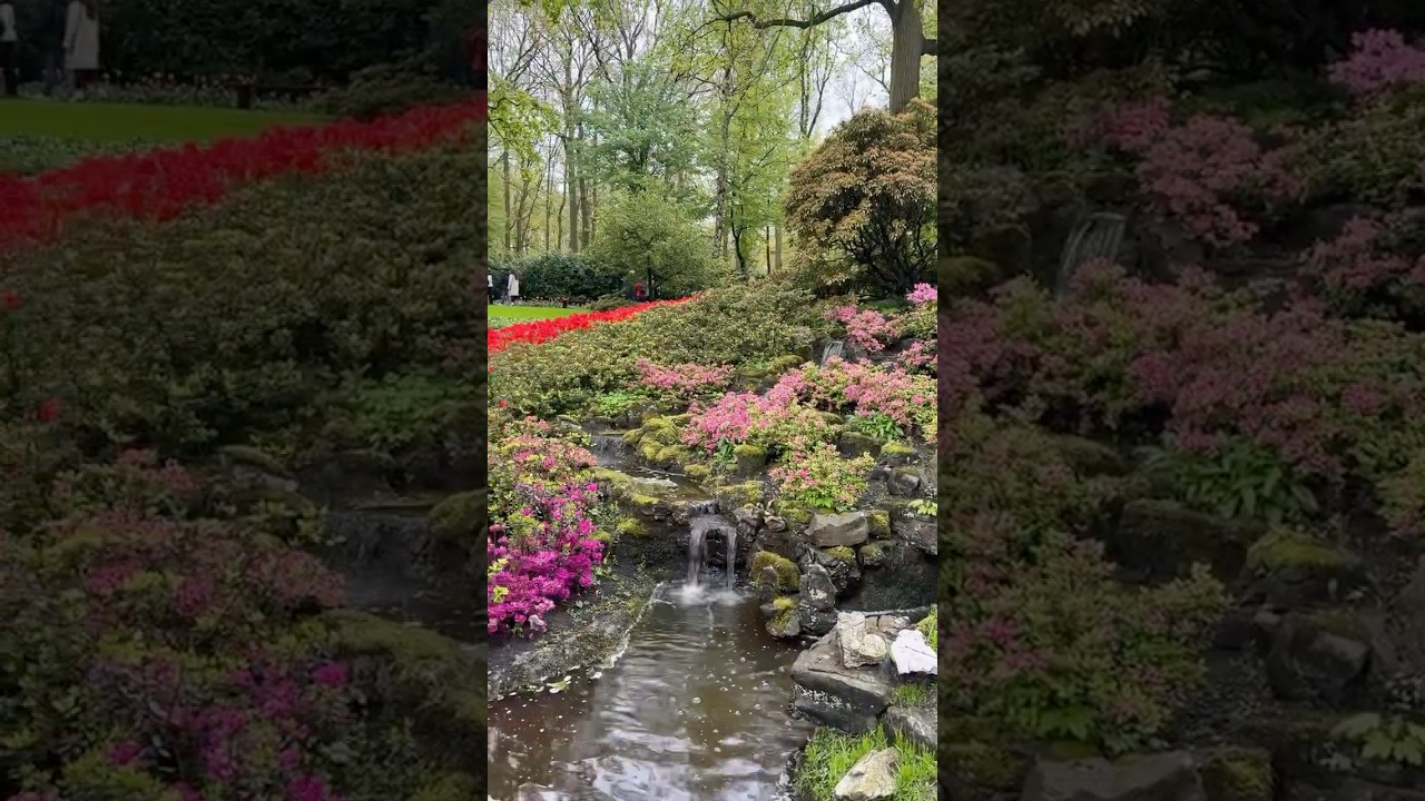 Keukenhof, Netherlands 🇳🇱