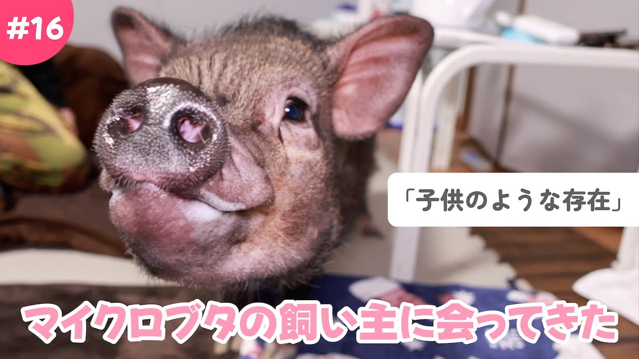 #16【オーナーズインタビュー】〜マイクロブタさんのたこちゅ〜ちゃんとの暮らし〜