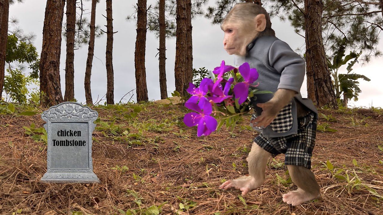 Ending makes you cry! Wonderful friendship Smart monkey and chickens.