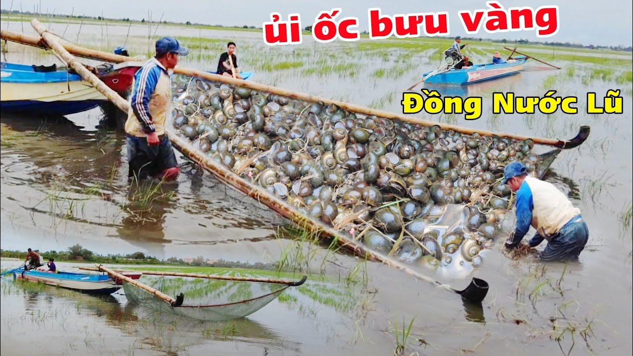 Cả xóm Việt Kiều Campuchia ùn ùn đi ủi ốc bưu vàng đồng nước nổi 2024