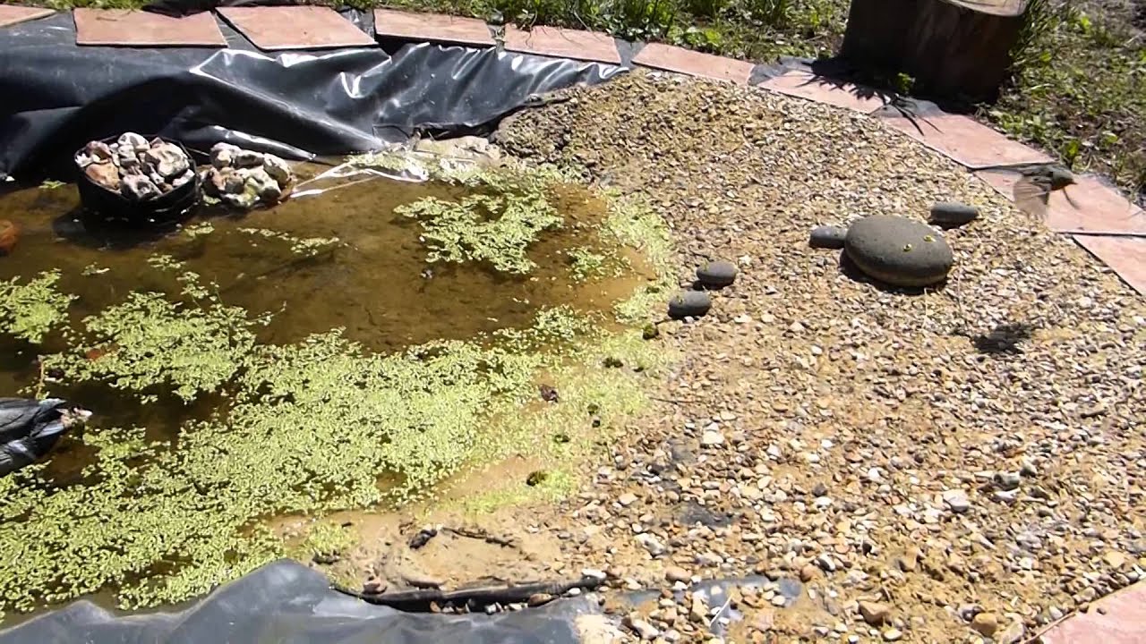 European robin - Erithacus rubecula - Gl&oacute;brystingur - Raudstrupe - Fuglar - S&ouml;ngfugl - Petr&iacute;na