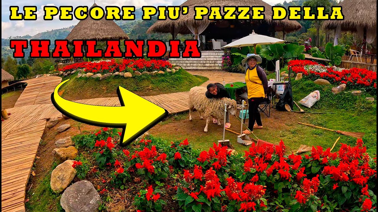 Esplorando la Alpaca Sheep Farm: Tra Animali e Natura a Chiang Mai!🦙🌿