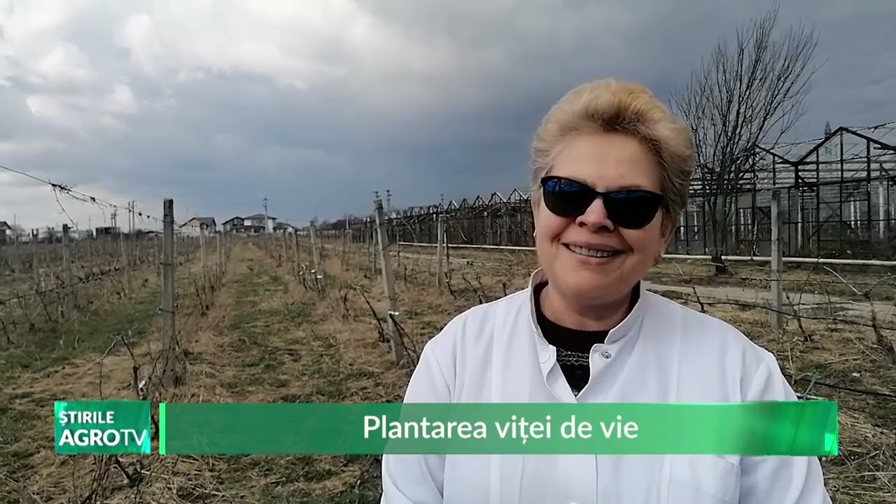 Plantarea viței de vie 23 03 2023