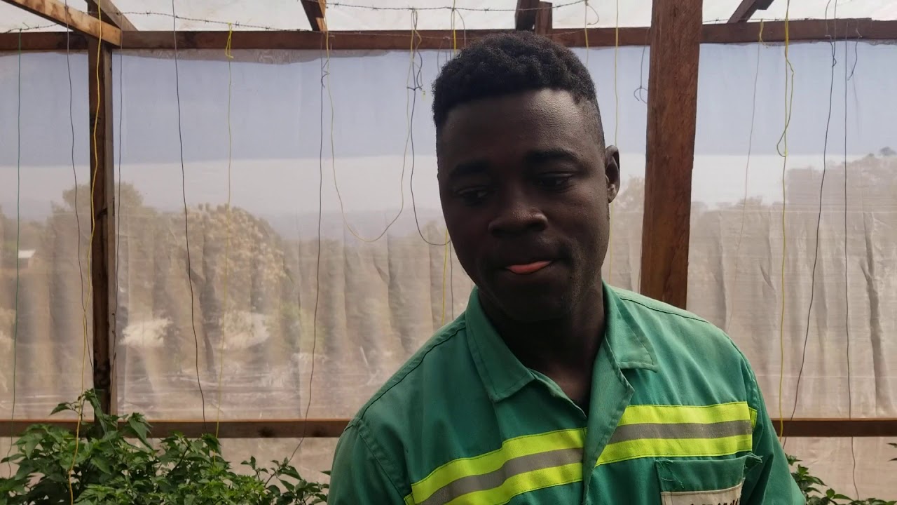 SUITE DE NOTRE PROJET DE LA CULTURE DU PIMENT  SOUS SERRE