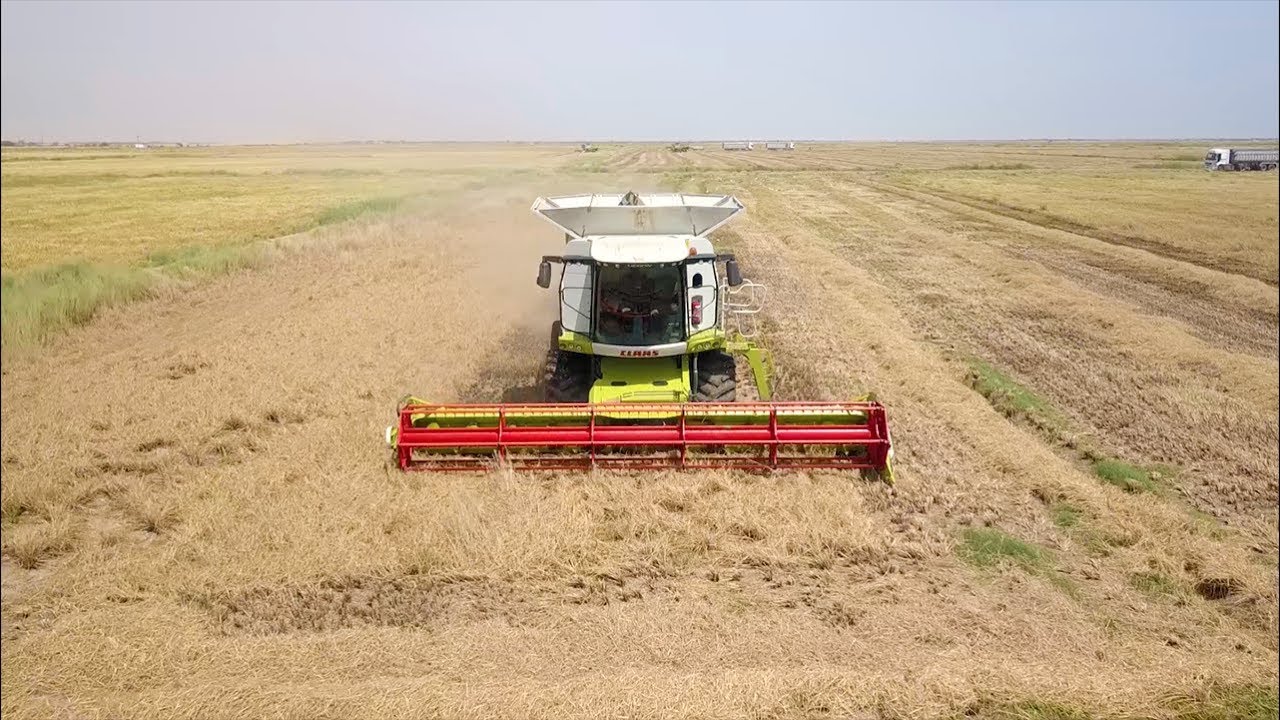 Le riz 