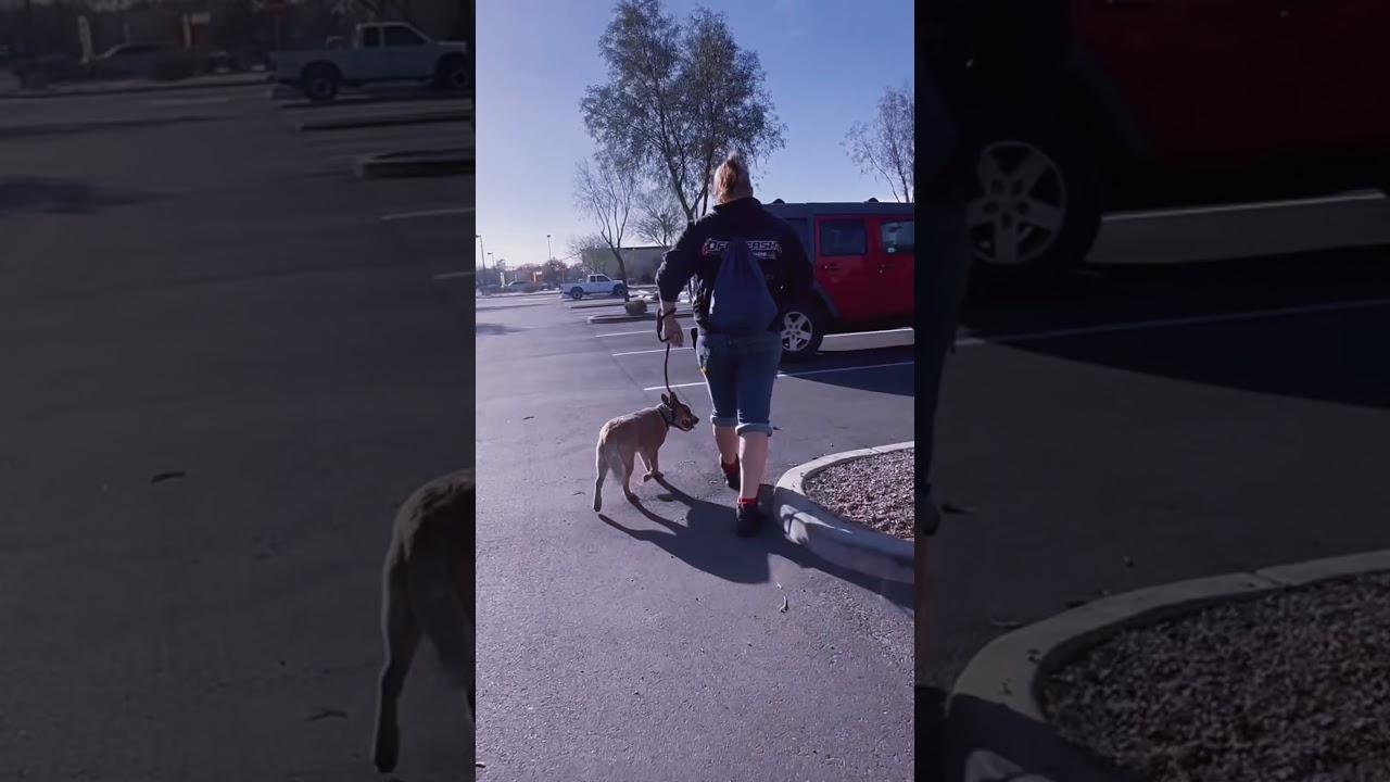 6 mo Cattle Dog Emma~ Best Cattle Dog Trainers~ Off Leash K9 Training Phoenix