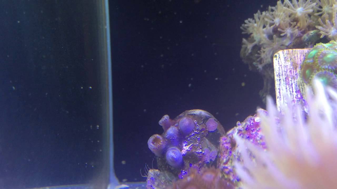 Update On Nano Reef Tank
