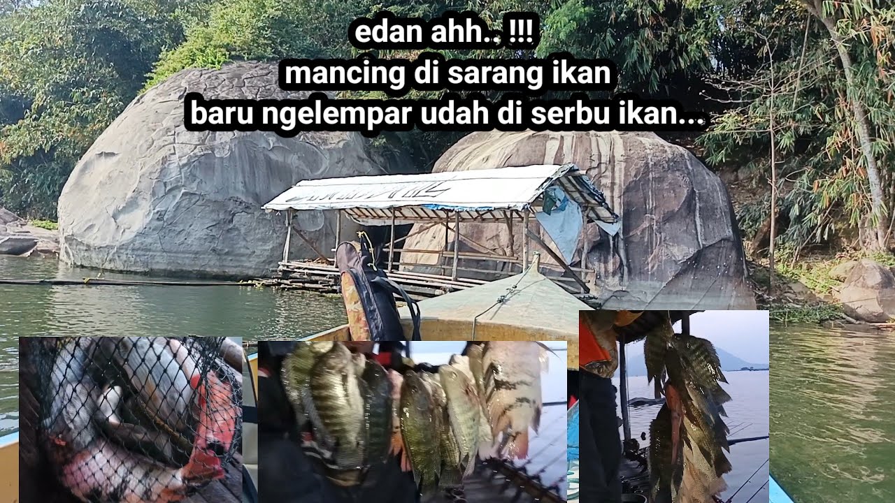 Mancing jatiluhur//rekomendasi spot yang lagi banyak ikan nya...galak kana lukut.. 