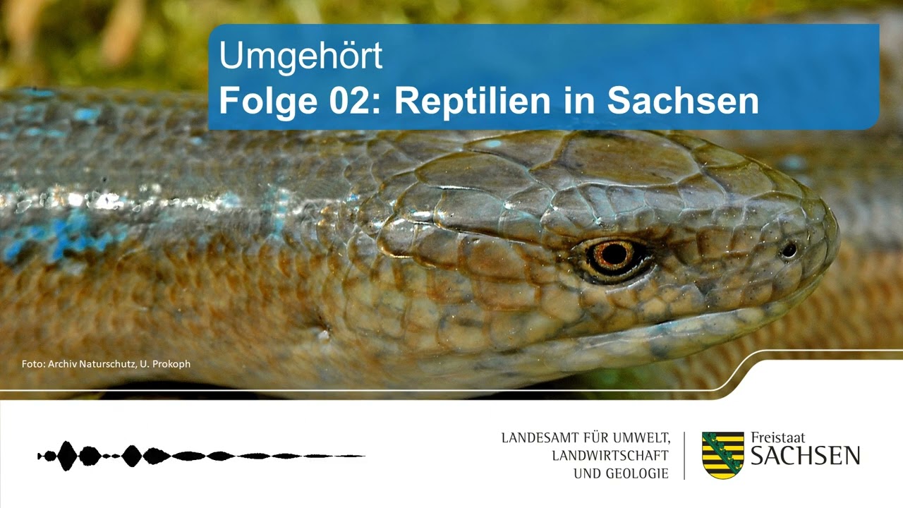 Umgeh&ouml;rt - Folge 02: Reptilienatlas f&uuml;r Sachsen erschienen