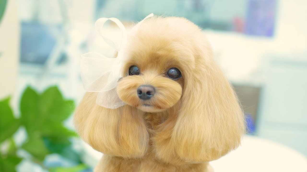 Тот же щенок? Тот же день? Вы не поверите этой трансформации! 🐶✨✂️