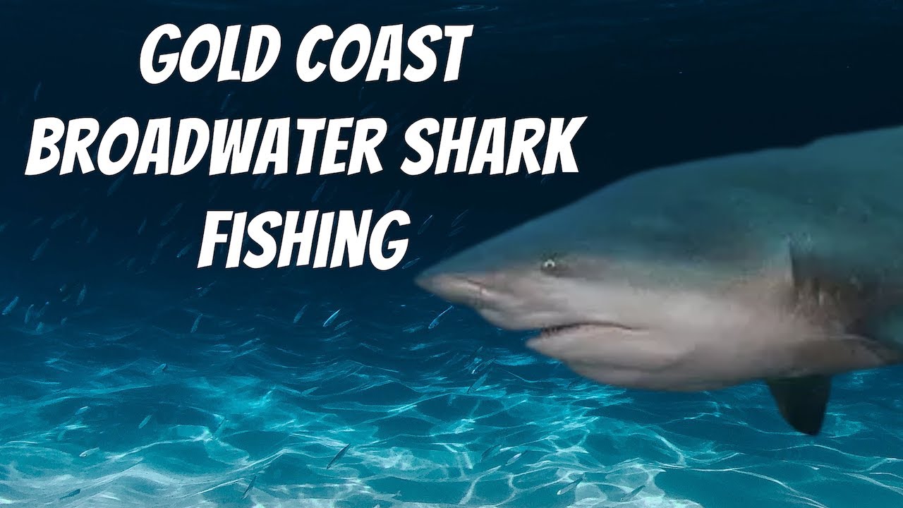 Gold Coast SHARK FISHING- How, When and Where.