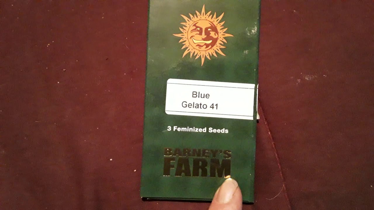 Poor King Growing. Greybead seeds - Barney's Farm Review