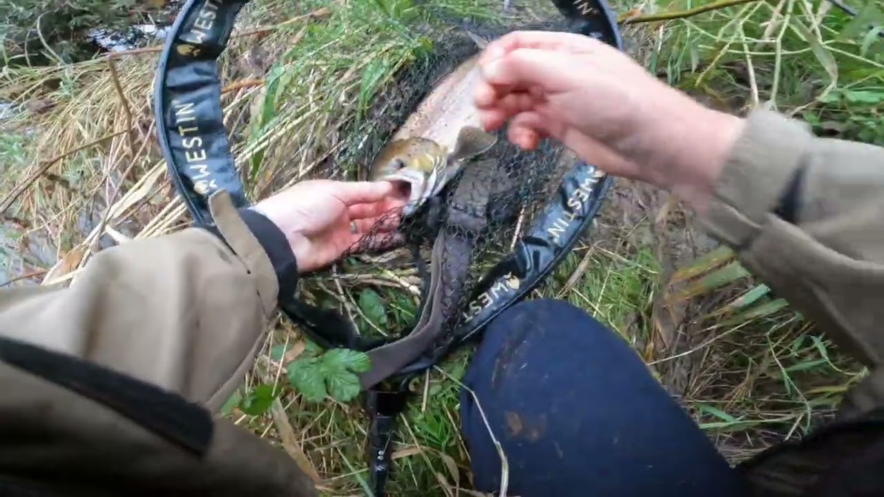 salmon prawning