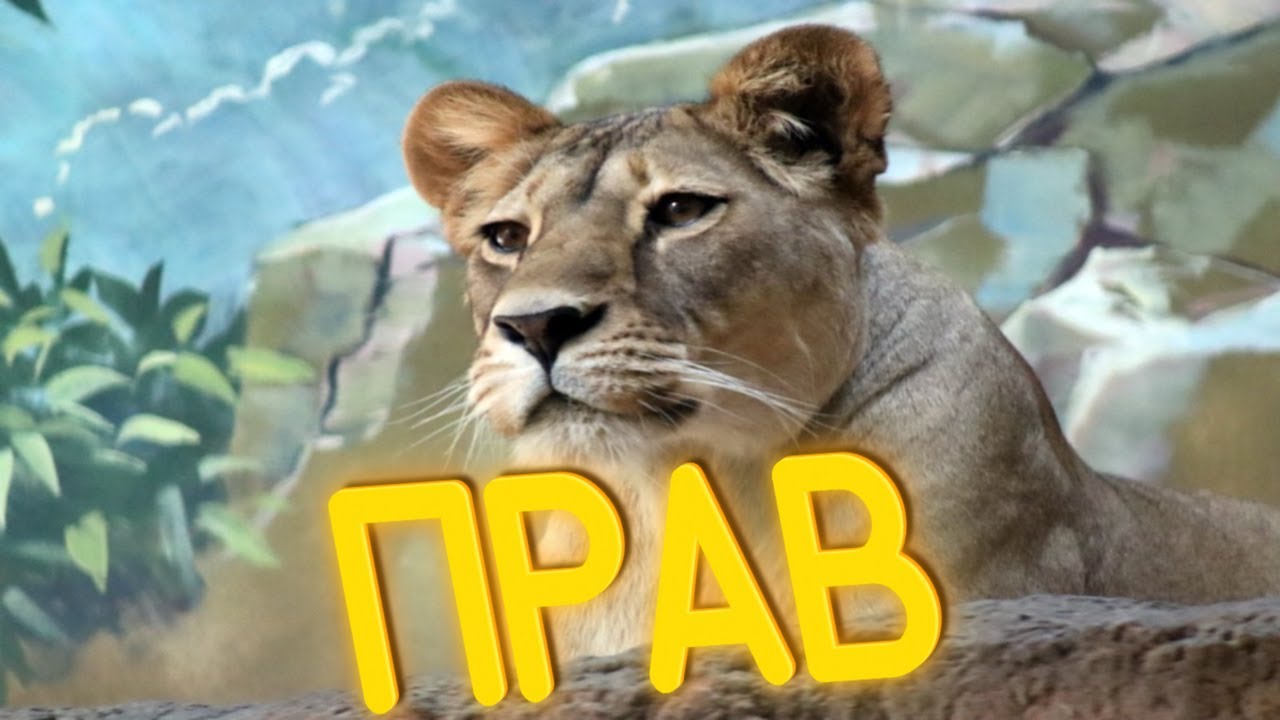 ПРИКОЛЫ ОТ ЧЕЛОЗАВРА 2025 / ПРАВ / СМЕШНЫЕ ВИДЕО / МЕМЫ