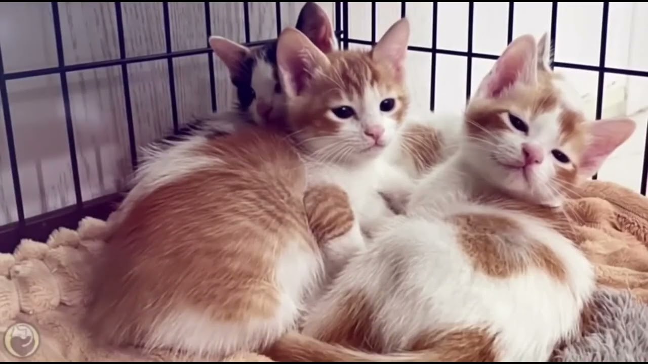 Playlist(cat purring) - Adorable Cat Moments to Melt Your Heart ❤️