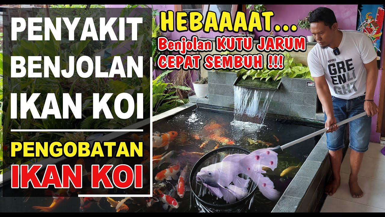 CARA MENGOBATI BENJOLAN KUTU JARUM IKAN KOI‼️