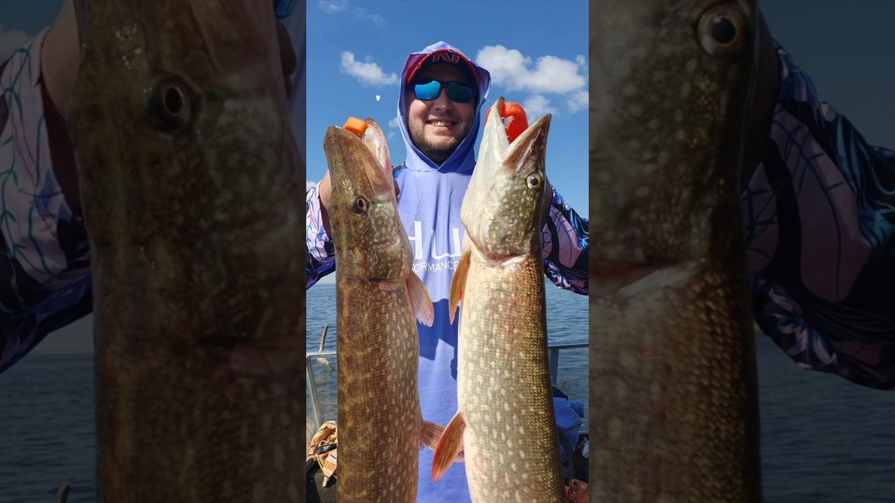 ЩУКА!!!  Больше всего поймано данной рыбы! #fishing #щука #spiningfishing #спінінг #ловлящуки