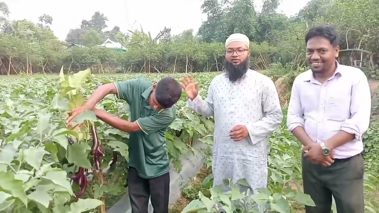 কেন মালচিং দিয়ে বেগুন চাষ করবেন।আপনি বেগুন চাষি হলে এই ভিডিও আপনার জন্য।