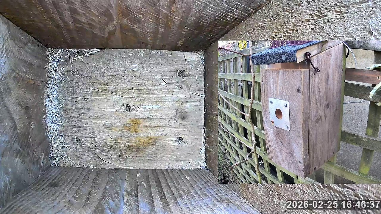 SoBo Nest Box Live Stream