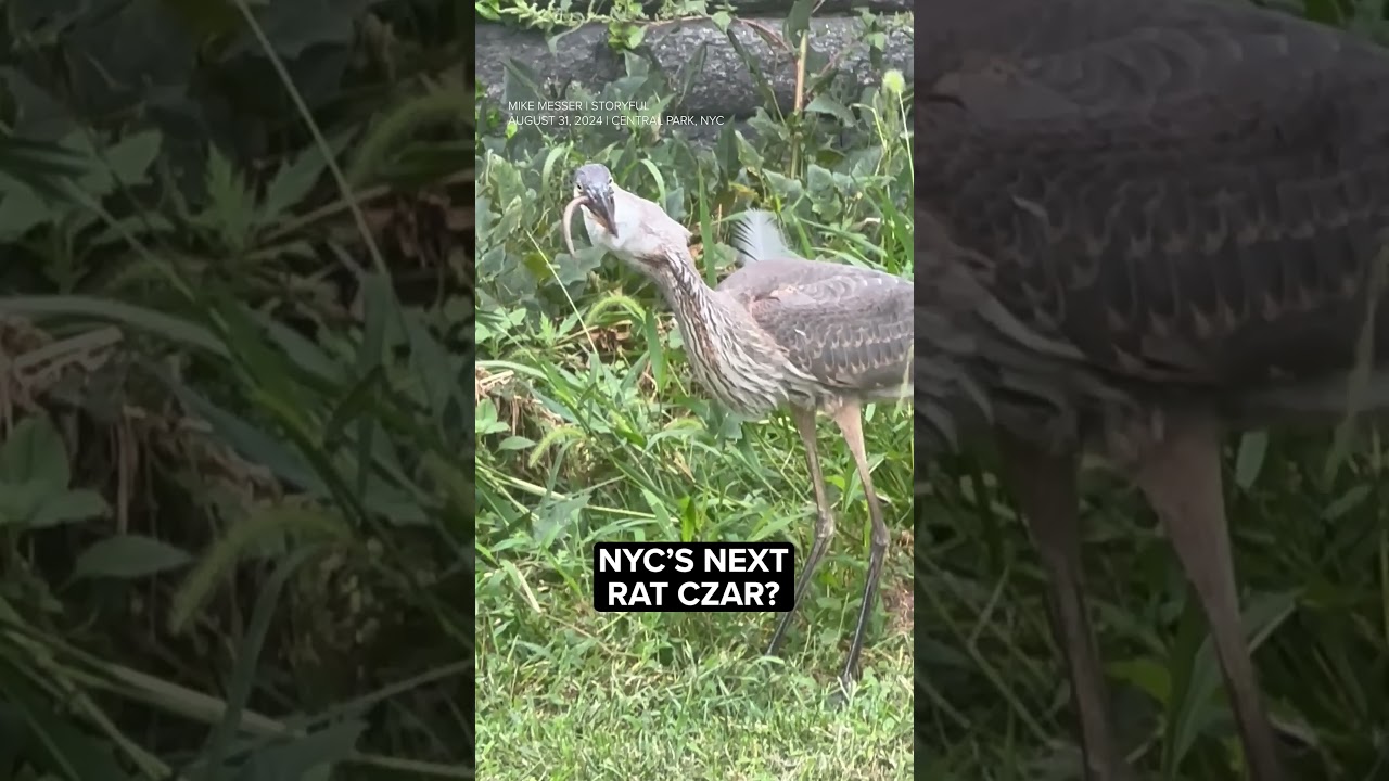 🤮 Great blue heron devours large rat in NYC's Central Park