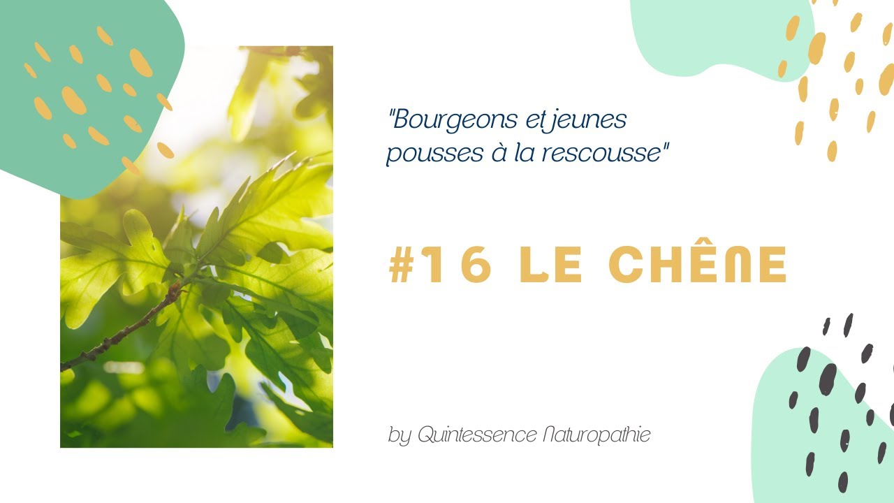 # 16 Le mac&eacute;r&acirc;t de bourgeons de ch&ecirc;ne : surmenage, fatigue, baisse de la libido, infertilit&eacute;, etc.