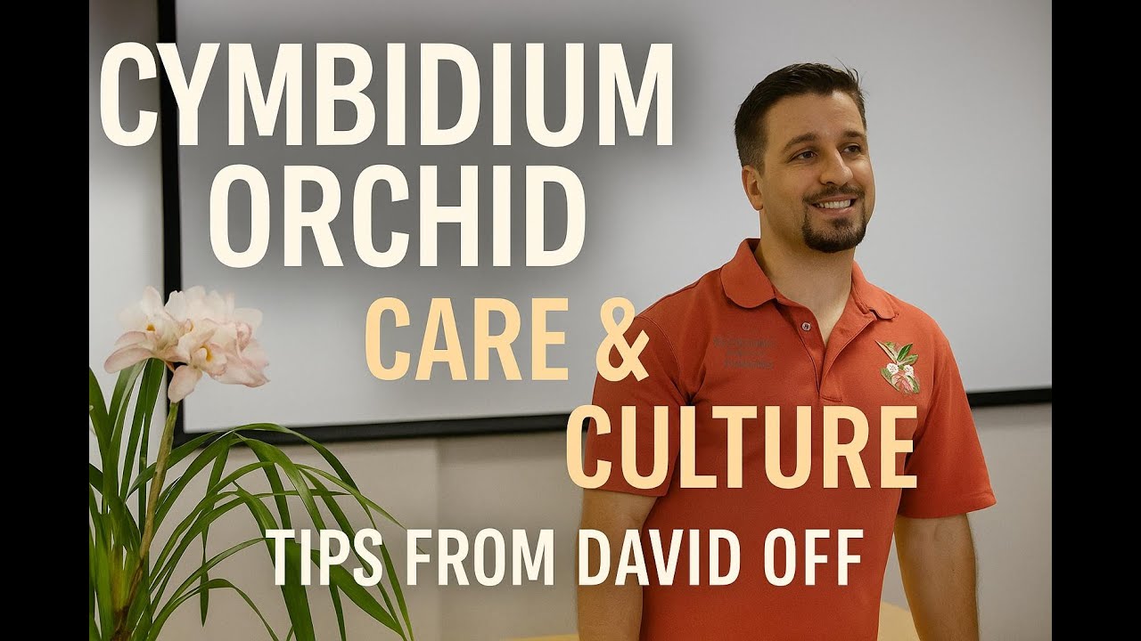 Cymbidium Orchid Care & Culture Expert Growing Tips from David Off of Waldor Orchids & Orchid Nerd
