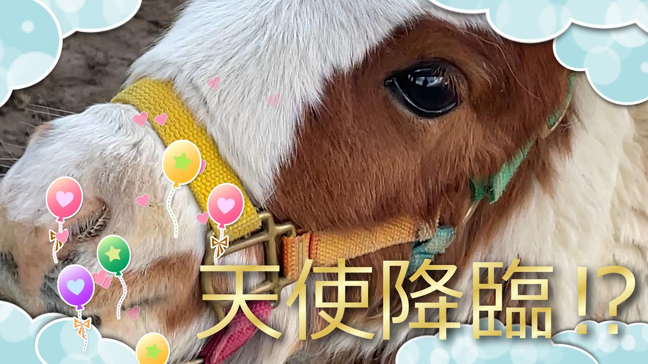 【おひさま牧場】2023秋訪問記　～まだ赤ちゃんでよかった～