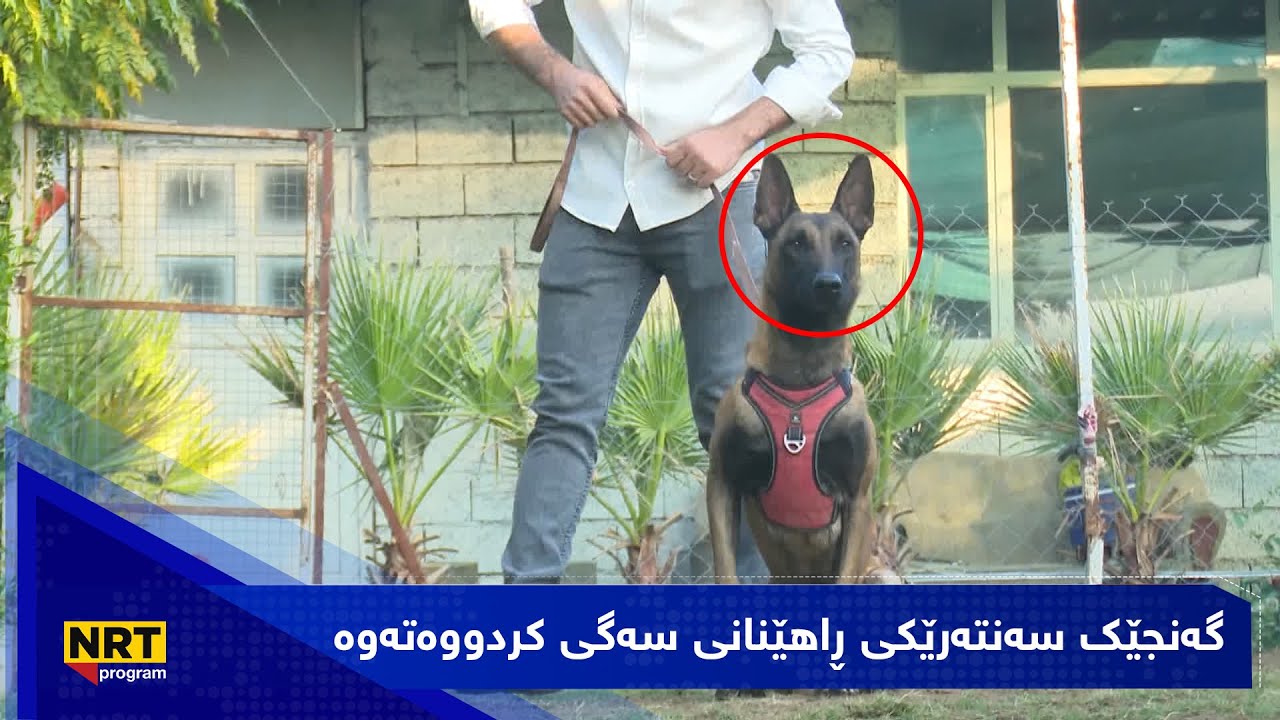 بەیانیت باش کوردستان  - گەنجێک سەنتەرێکی ڕاهێنانی سەگی کردووەتەوە
