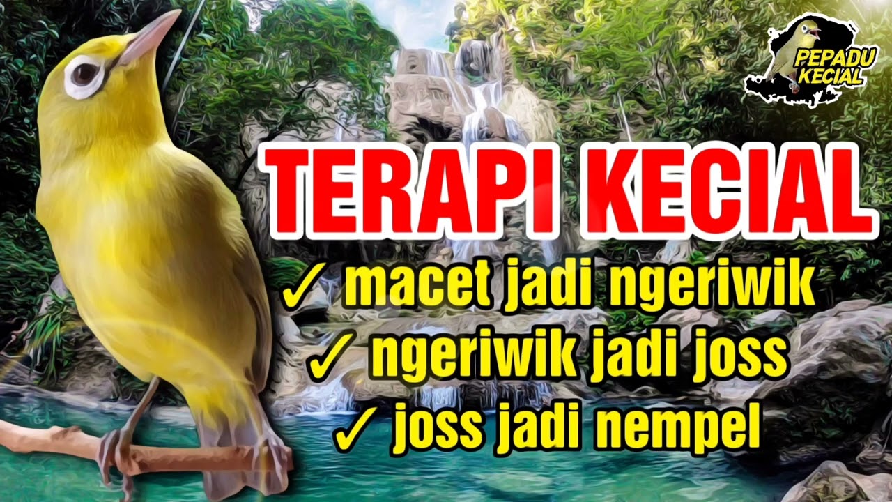 Kecial Kuning ( TERAPI KECIAL AMPUH )‼️| PEPADU KECIAL
